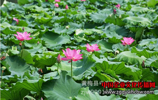 a0ea43278a1907d9fe33878989d18de7.jpg