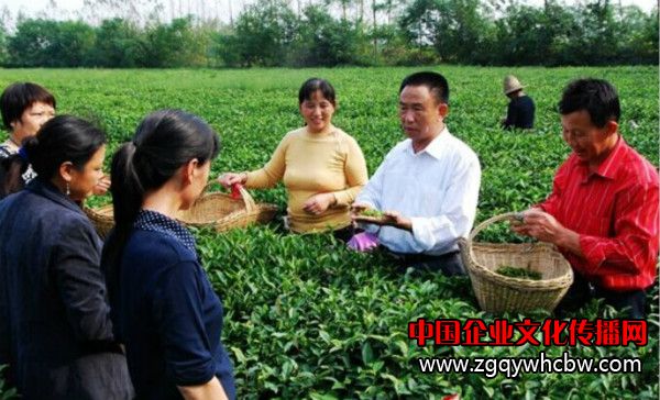 光州茶業(yè)董事長劉祥國在茶園指導(dǎo)茶農(nóng)采茶.jpg