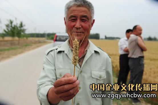 藍天化工:糧田測產(chǎn)帶來增產(chǎn)風(fēng)暴.jpg