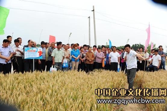 藍天化工:糧田測產(chǎn)帶來增產(chǎn)風(fēng)暴2.JPG