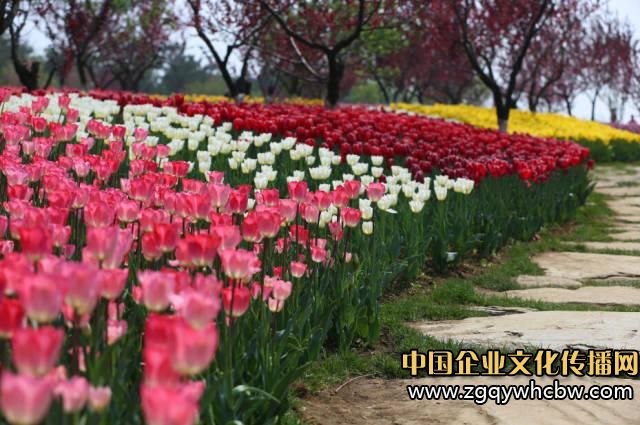 大連英歌石植物園:中國(guó)最美郁金香展3.JPG
