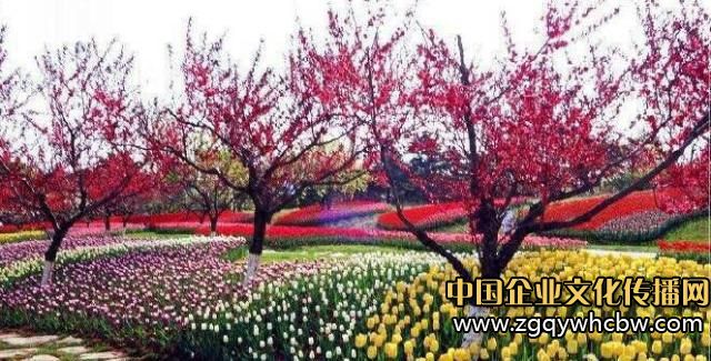 大連英歌石植物園:中國(guó)最美郁金香展1.JPG