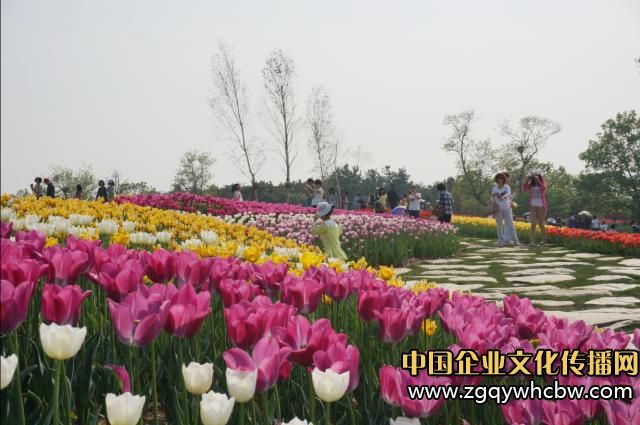 大連英歌石植物園:中國(guó)最美郁金香展1.JPG